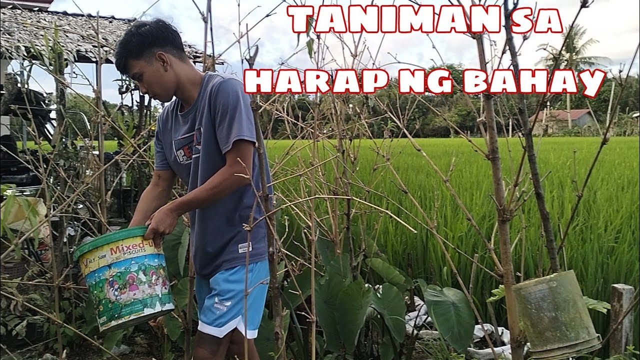 PAGTATANIN NG MGA GULAY / MARAMING HULING ISDA