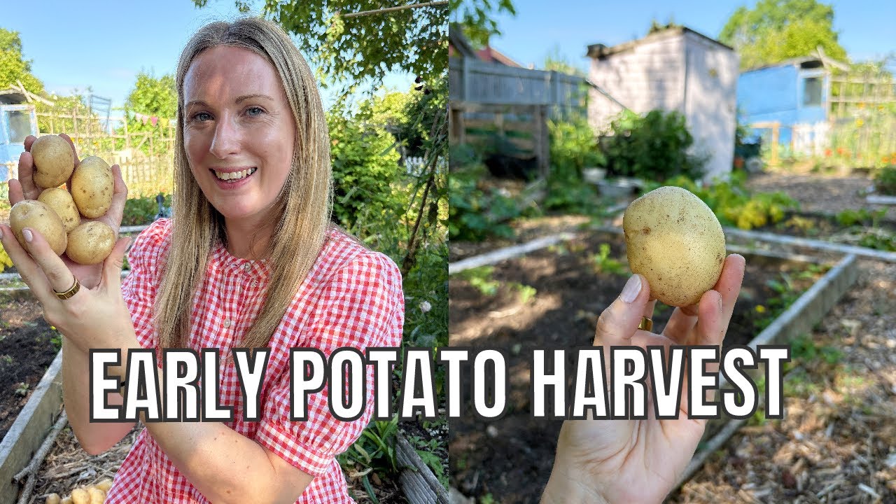 AN EXPLANATION AND EARLY POTATO HARVEST! / ALLOTMENT GARDENING UK