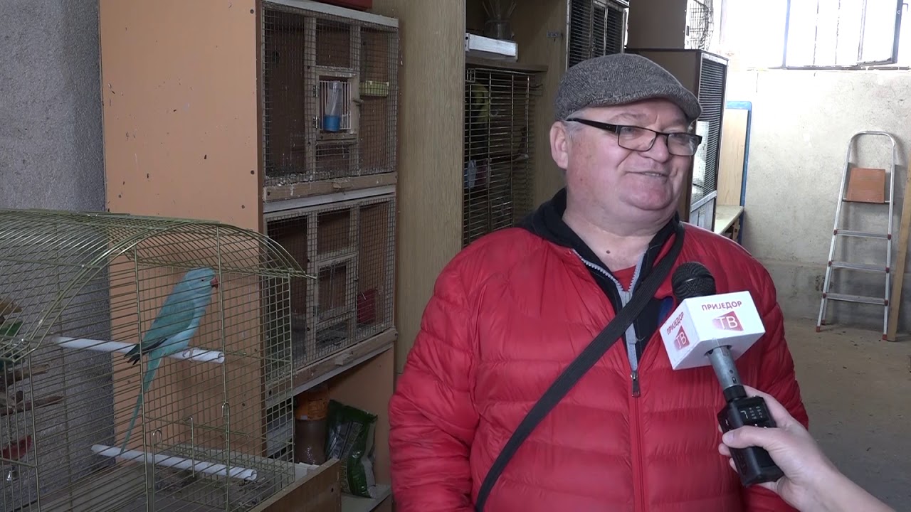 MOJ KUCNI LJUBIMAC  PAPAGAJ MALI ALEKSANDAR (나의 칼 니 방울 파파 지아 말리 알렉산더)