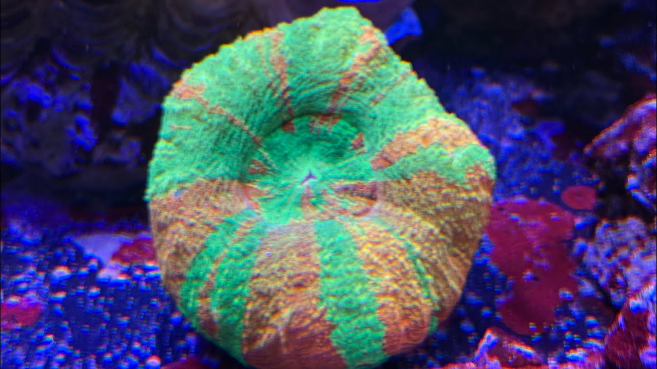 Dalton Reefing Update 1/11/26