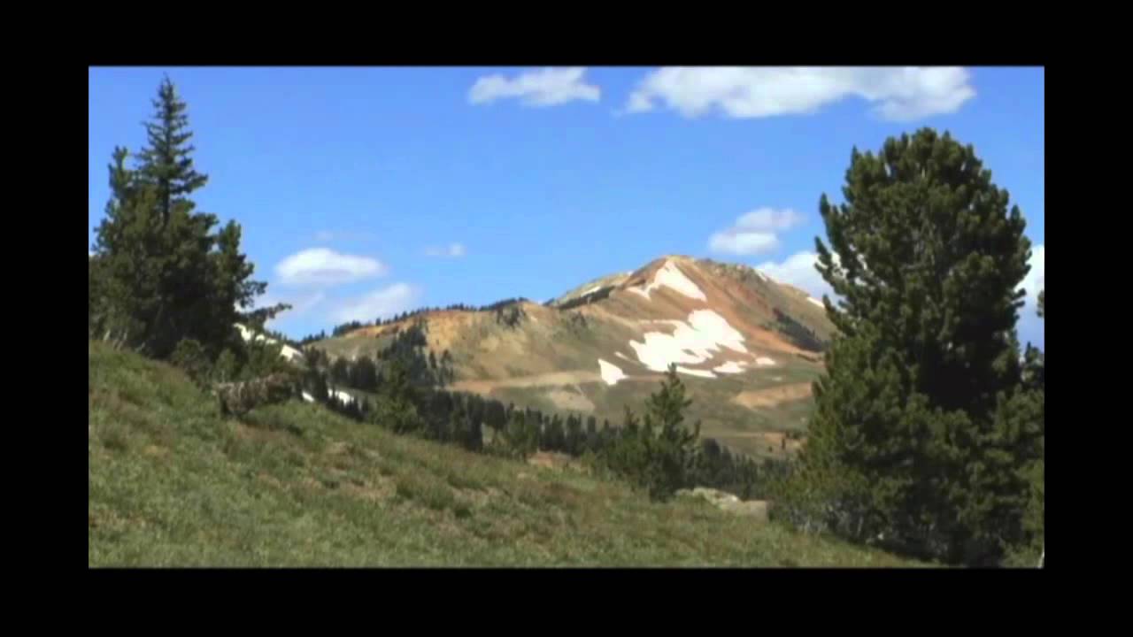 Greater Yellowstone Whitebark Pine