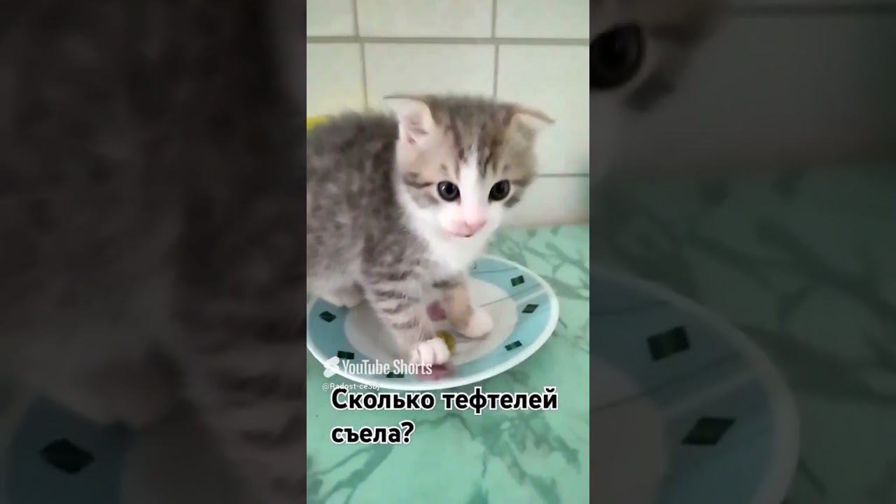 Margosha #cat #веселыекоты #прикольныекоты #милота #веселые видео