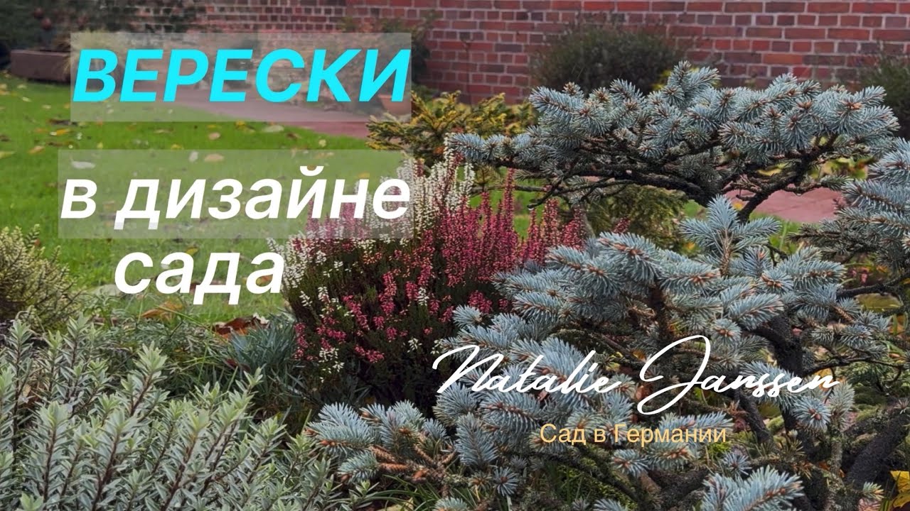 ВЕРЕСКИ и их альтернатива в дизайне сада и в контейнерном озеленении 🌿Ассортимент вересков 🌿