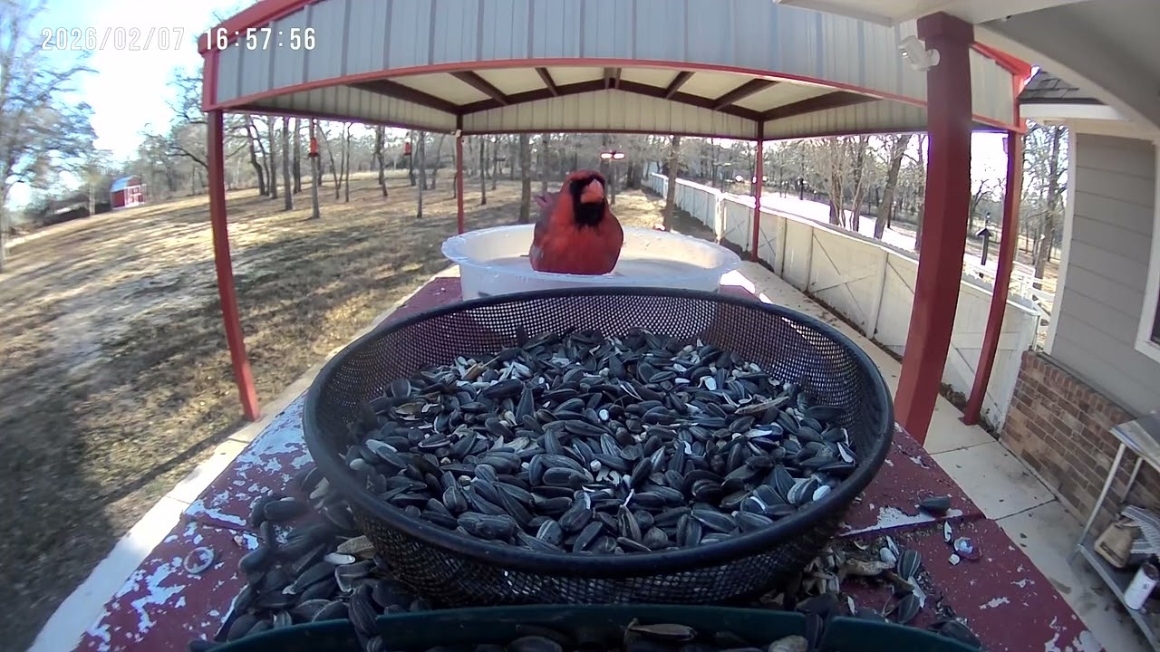 Red Cardinal Is Back For Bath Time!