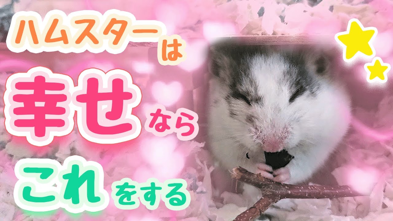 ハムスターが幸せな時に見せるサイン 5選【2026年版】