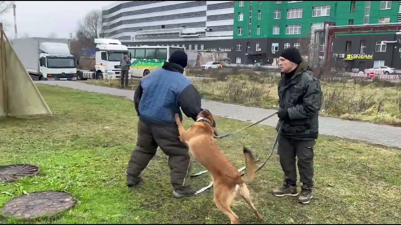 Первый фигурант в жизни Лиса 