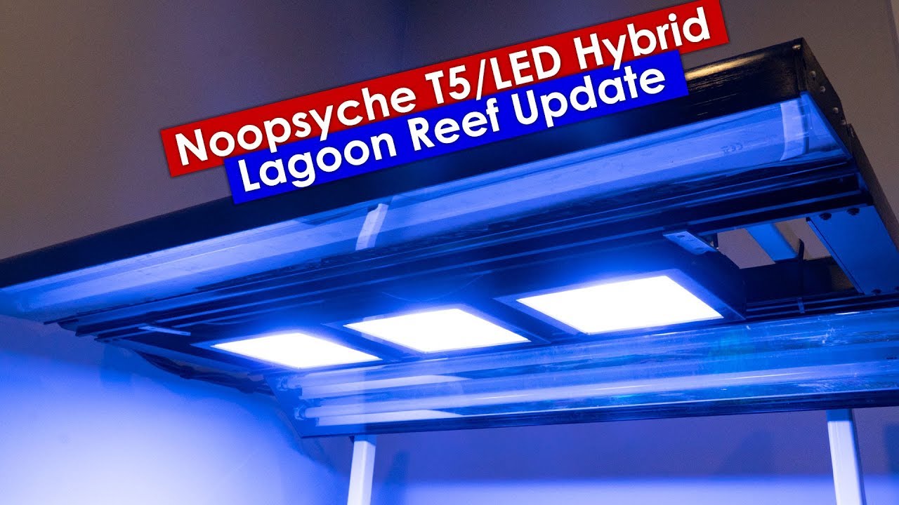 Noopsyche P1802 T5/LED Hybrid with ecotech Radion XR15 LEDS