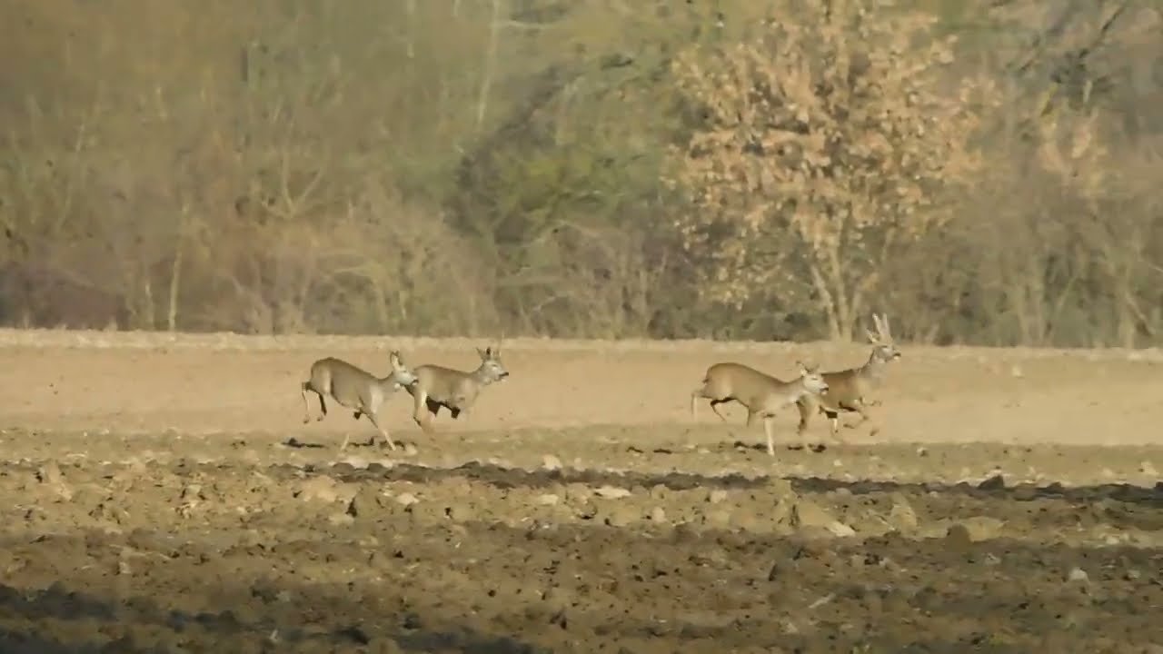 Sarna ucieka przed psami, a na końcu udaje    gazelę