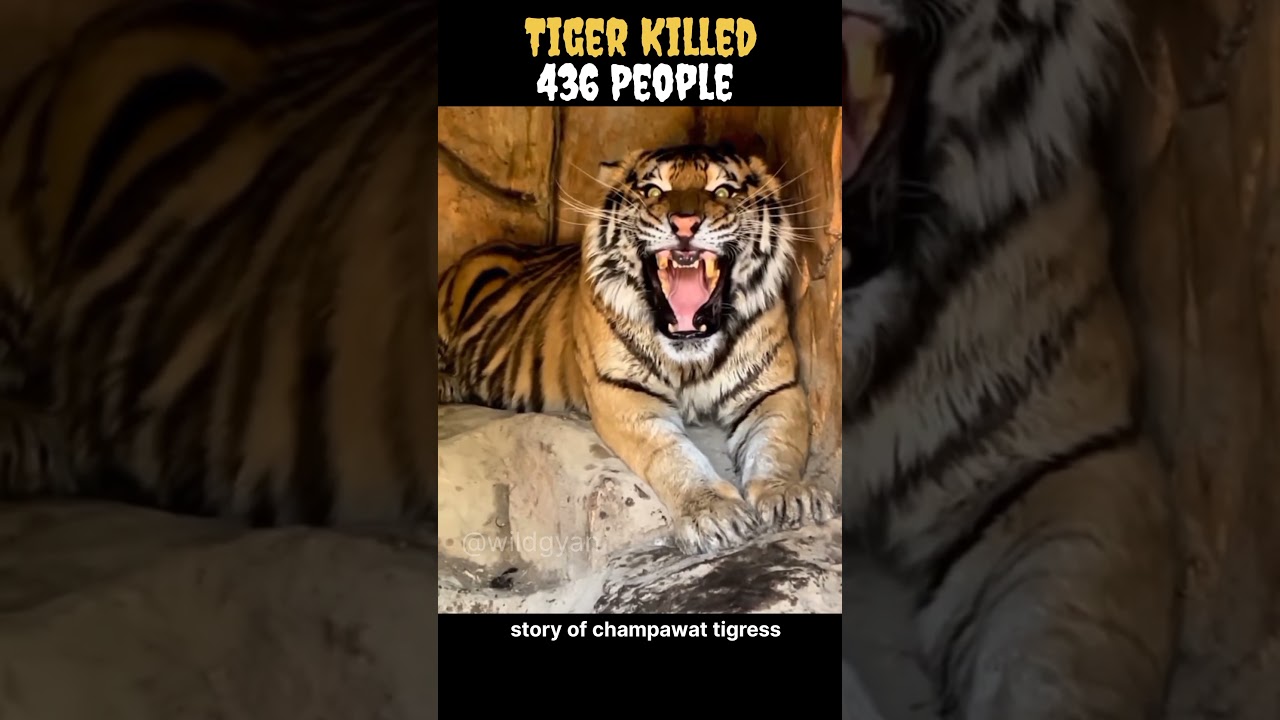 सबसे खूंखार बाघिन |The Champawat Tiger| #shorts #short  #wildgya #shortfeed