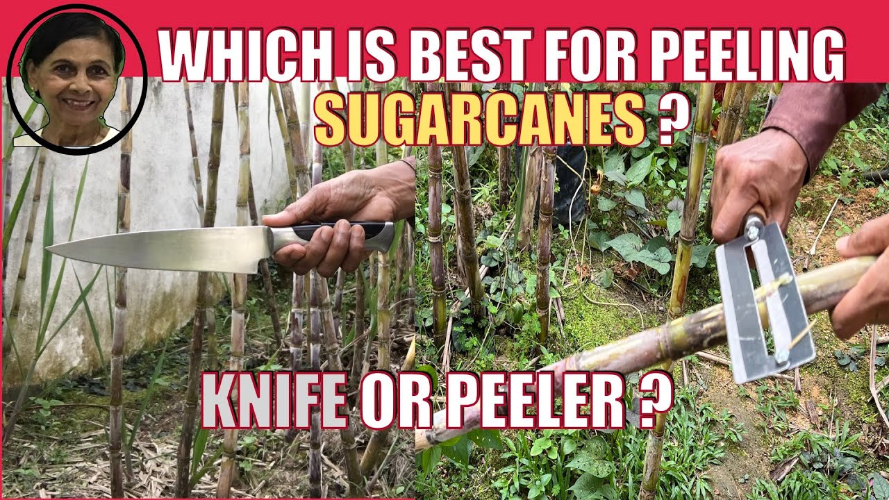 Sugarcane Peeler vs Knife. Which Tool is Best for Peeling Sugarcanes?