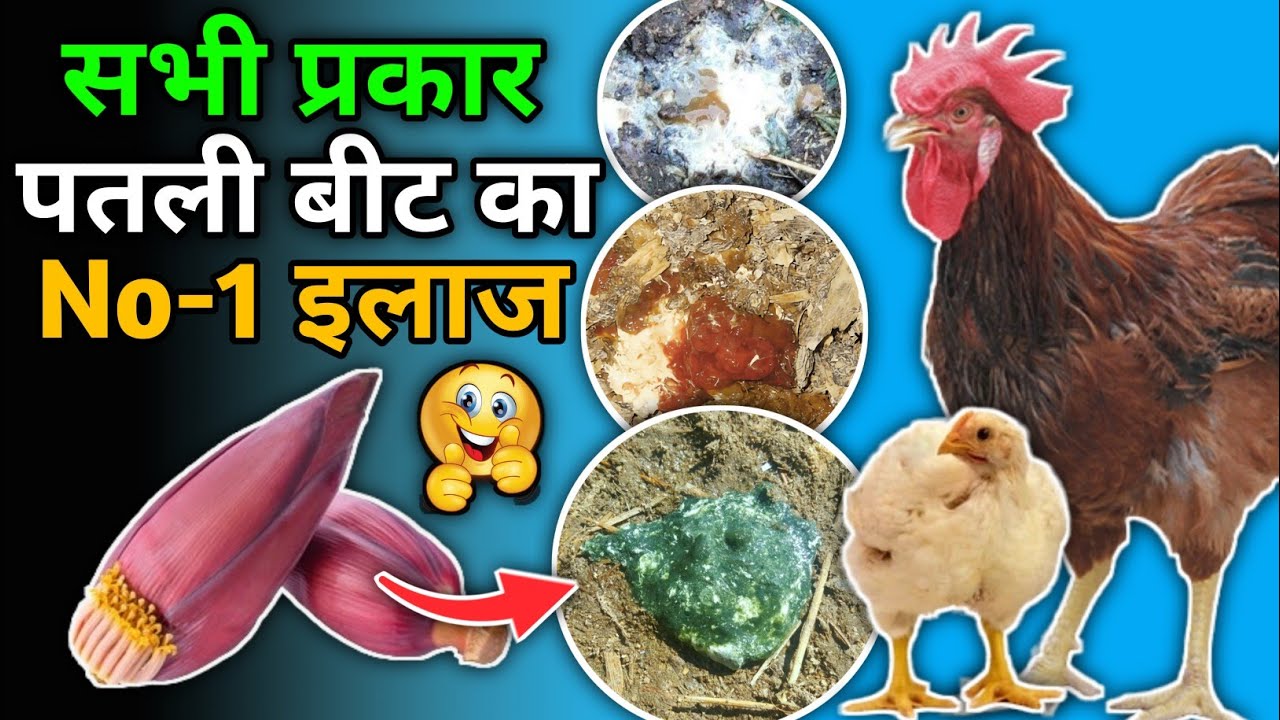 मुर्गी में लाल, हरा, सफेद बीत/Diarrhea का रामबाण देसी इलाज👌| Diarrhea in Poultry | Desi Murgi Palan