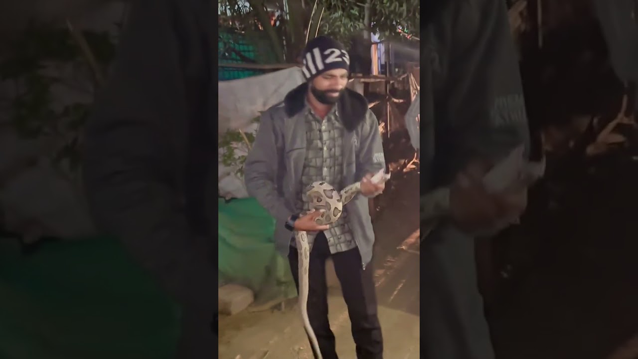 Russell's viper snake bite | Don't do this mistake ☠️ #shorts #viral