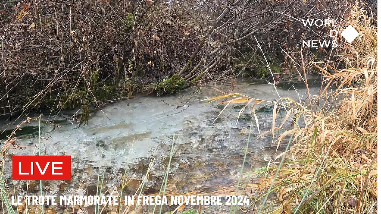 LE TROTE MARMORATE IN FREGA NOVEMBRE 2024