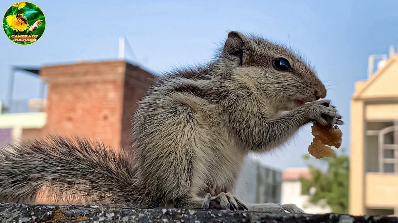 Squirrel video funny | Squirrel videos talking food | Cute squirrel.