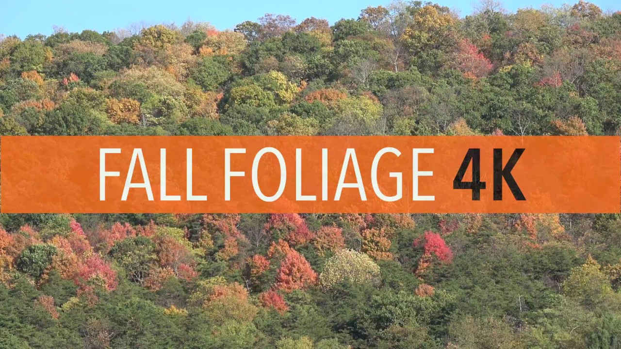 FALL FOLIAGE 4K | 4K Cinematic Nature | Sony FDR-AX53
