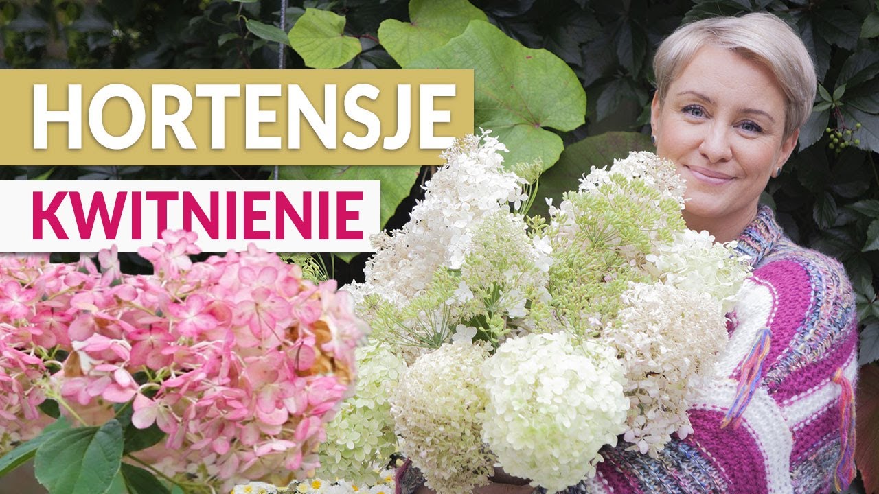 HORTENSJE - jak o nie dbać, by pięknie kwitły.