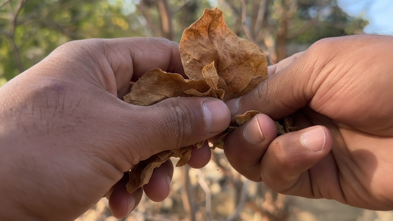 Crispy Leaves 🍂 Crunching Compilation | Super Relaxing ASMR