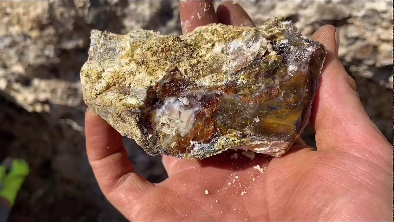 Saddle Mountain Petrified Wood