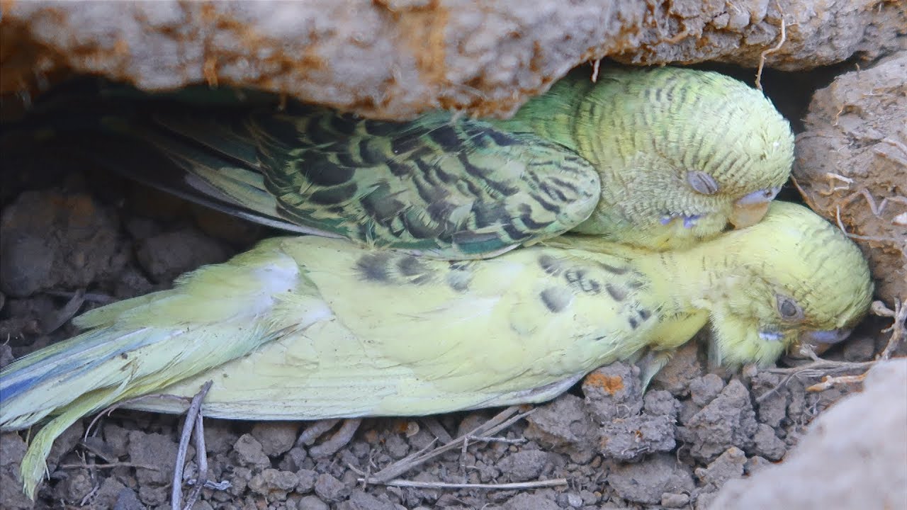 Đào Hang Bắt Chim Đất Kỳ Lạ Cực Kỳ Đẹp . Catch Birds Underground