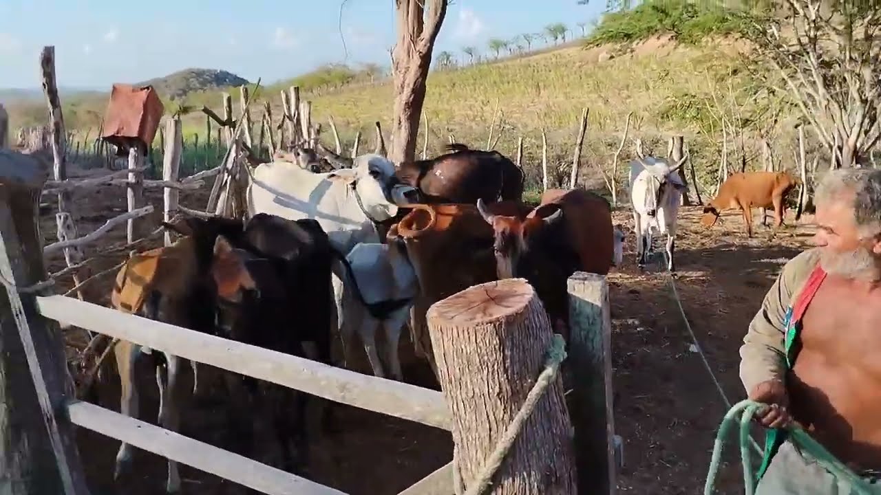 Meu pai pegando o Gado para vacinar