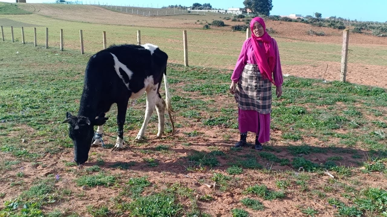 شكون گال تربية البقر 🐄ساهلة وكل شرب وخرجهوم يرعاو هاذا هو حالنا معاهوم 🤦‍♀️❤️