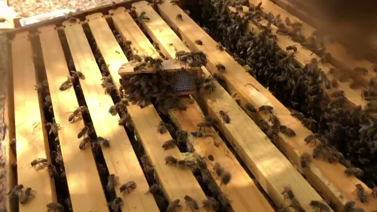 How to tell if your hive is Africanized