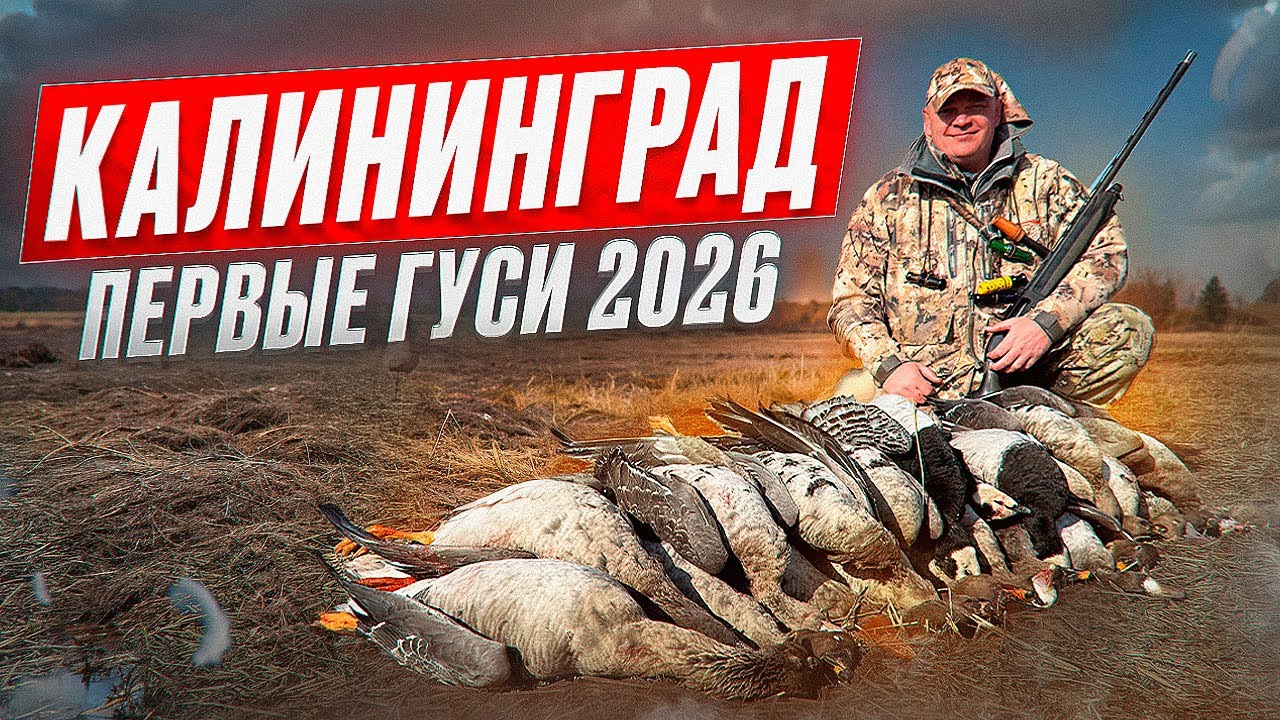 Первые гуси 2026. Отличная охота на гуся! 
