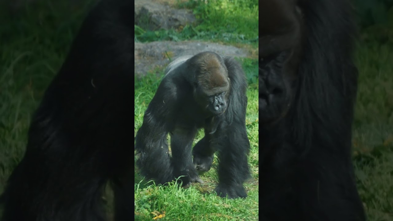 The Gorilla The Gentle Power of the Forest amazing animal fact 