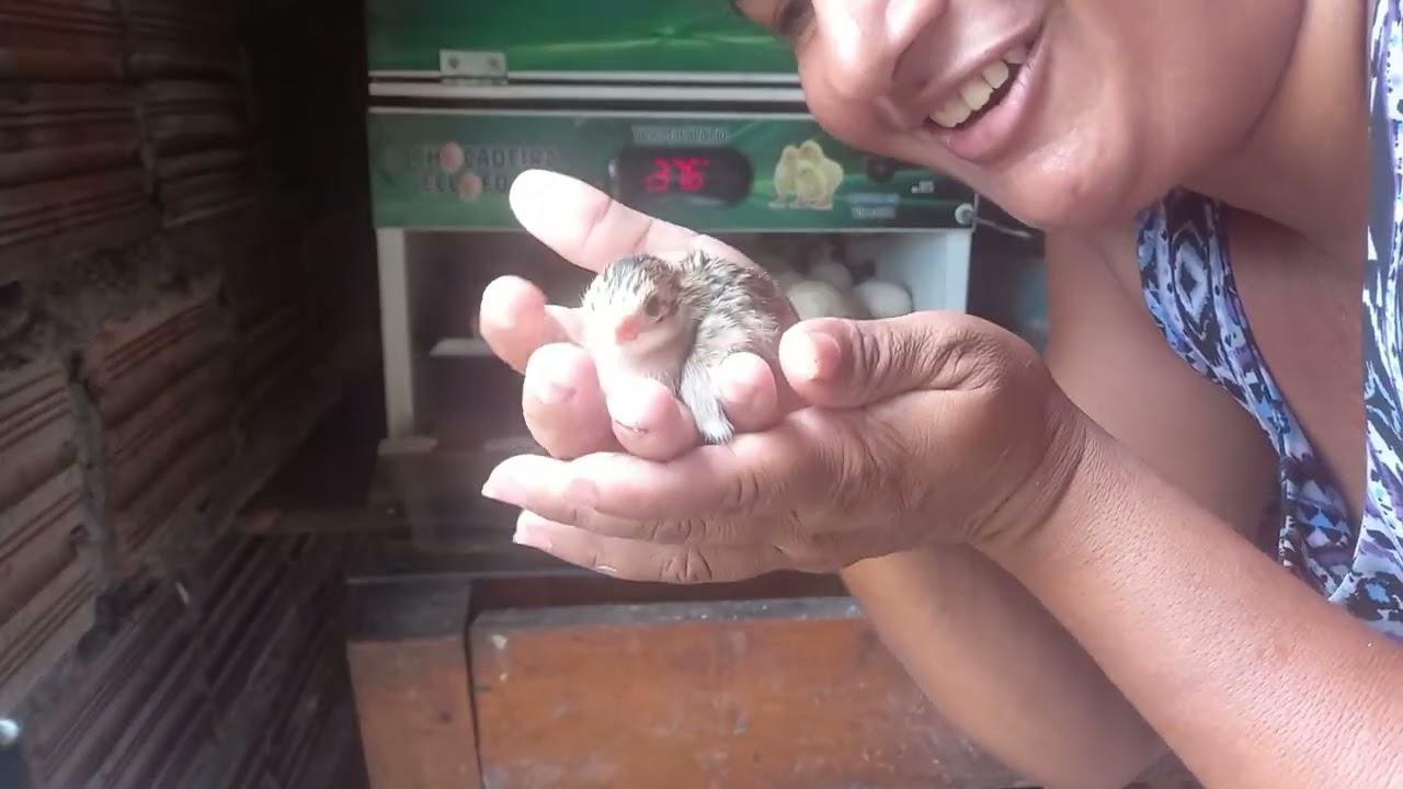 preparando meu almoço e mostrando meus capotes que nasceram