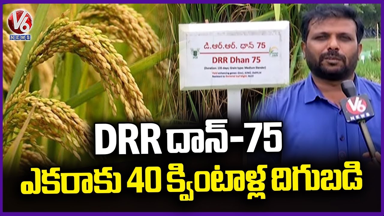Huge Demand From Farmers For DRR Dhan-75 as Rice Institute Claims Higher Yields | V6 News