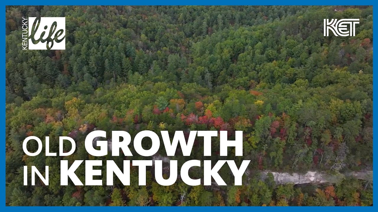 Tight Hollow: An Old Growth Forest | Kentucky Life | KET