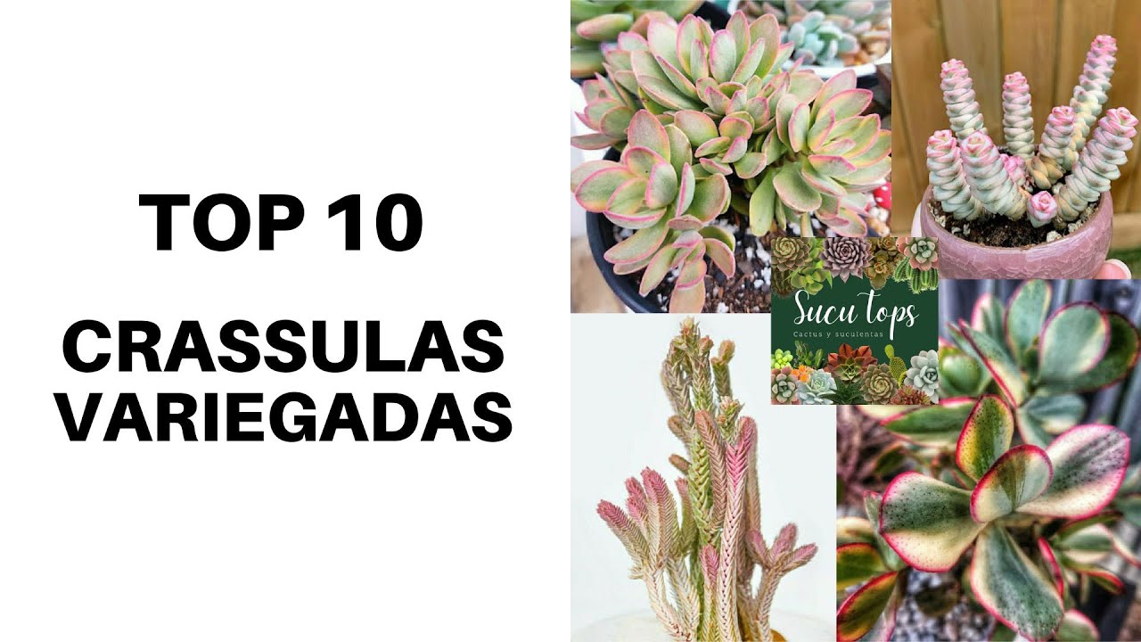 TOP 10 CRASSULAS VARIEGADAS