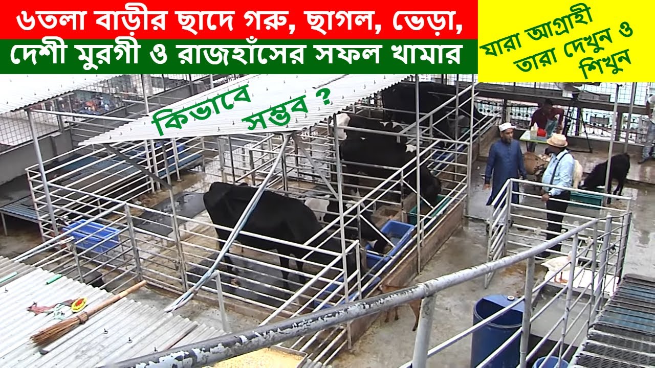 ৬তলা বাড়ীর ছাদে গরু, ছাগল, ভেড়া, দেশী মুরগী ও রাজহাঁসের সফল খামার | Baizid Morol | Tabarrok agro