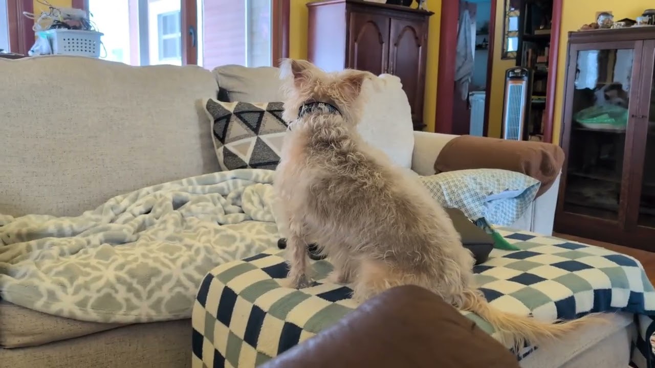 Willy & Bella Play in the house during a snow storm on 2/23/26 in Orange, Massachusetts