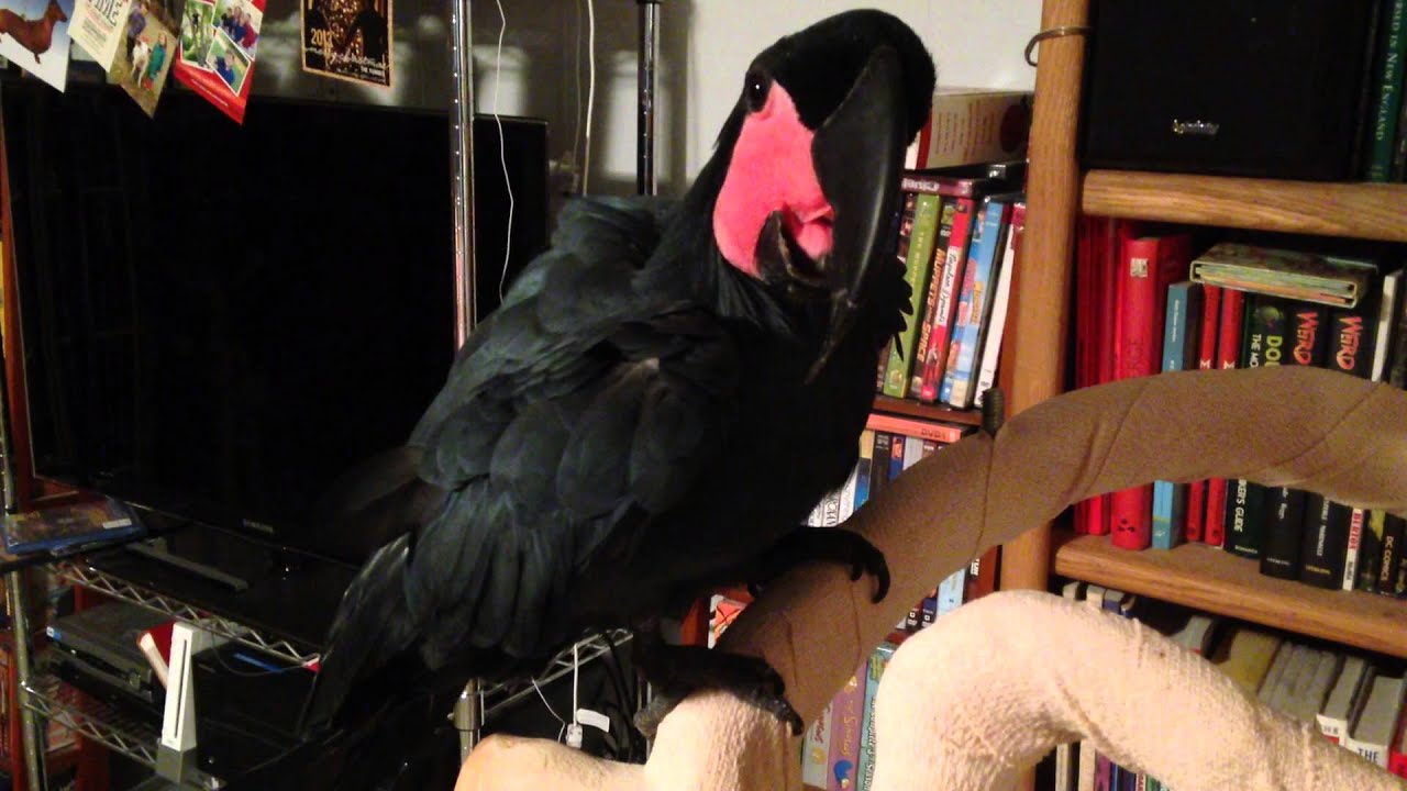 Black Palm Cockatoo Talking