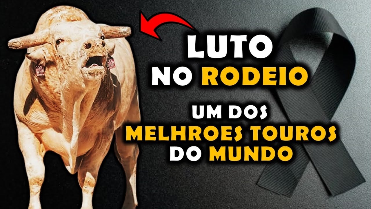 RODEIO em LUTO! M0RR3 Um dos MELHORES TOUROS de RODEIO do MUNDO - TOURO COOL WHIP 😢🐂
