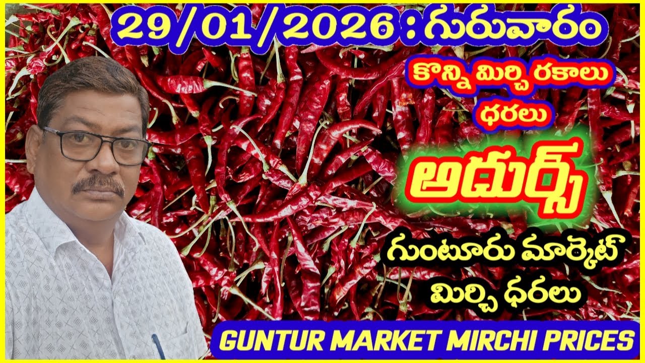 29 JANUARY 2026 GUNTUR MARKET MIRCHI RATES|గుంటూరు మిర్చి మార్కెట్ ధరలు|गुंटूर मार्केट मिर्च के रेट