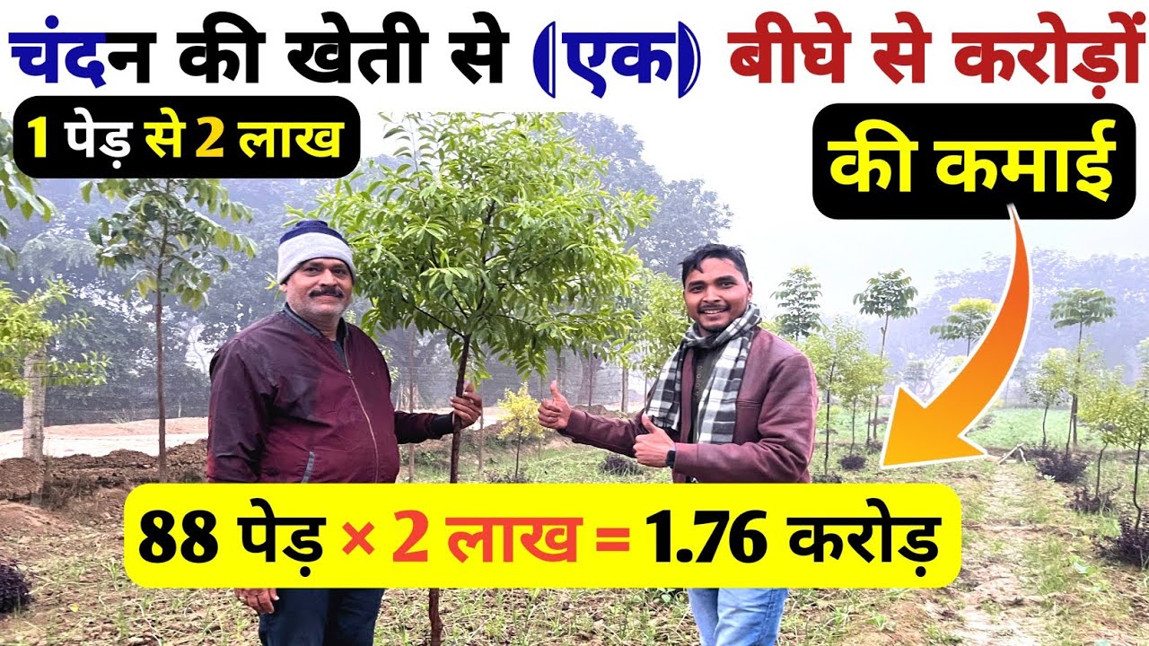 चंदन की खेती से 1 बीघे में करोड़ों की कमाई | Sandalwood farming | Chandan ki Kheti | Red Chandan
