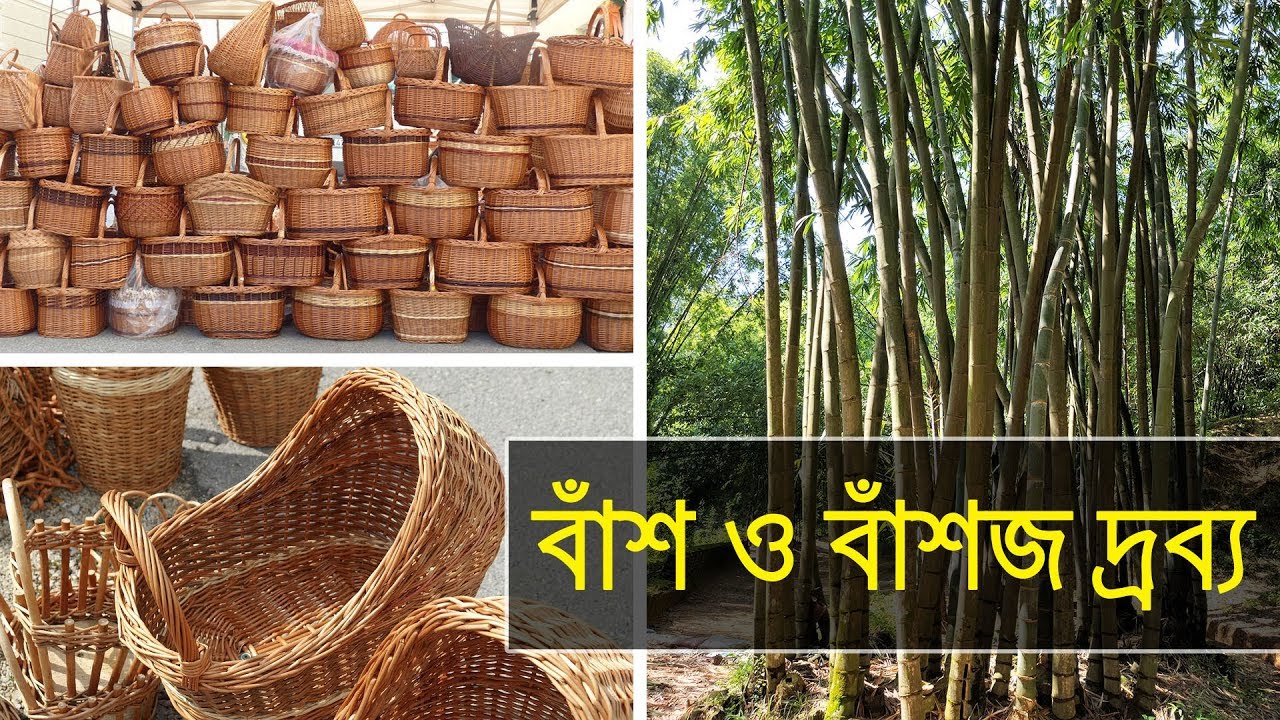 বাঁশ ও বাঁশজ দ্রব্য | Bamboo and Bamboo made Products | Episode 325 | Nature and Life