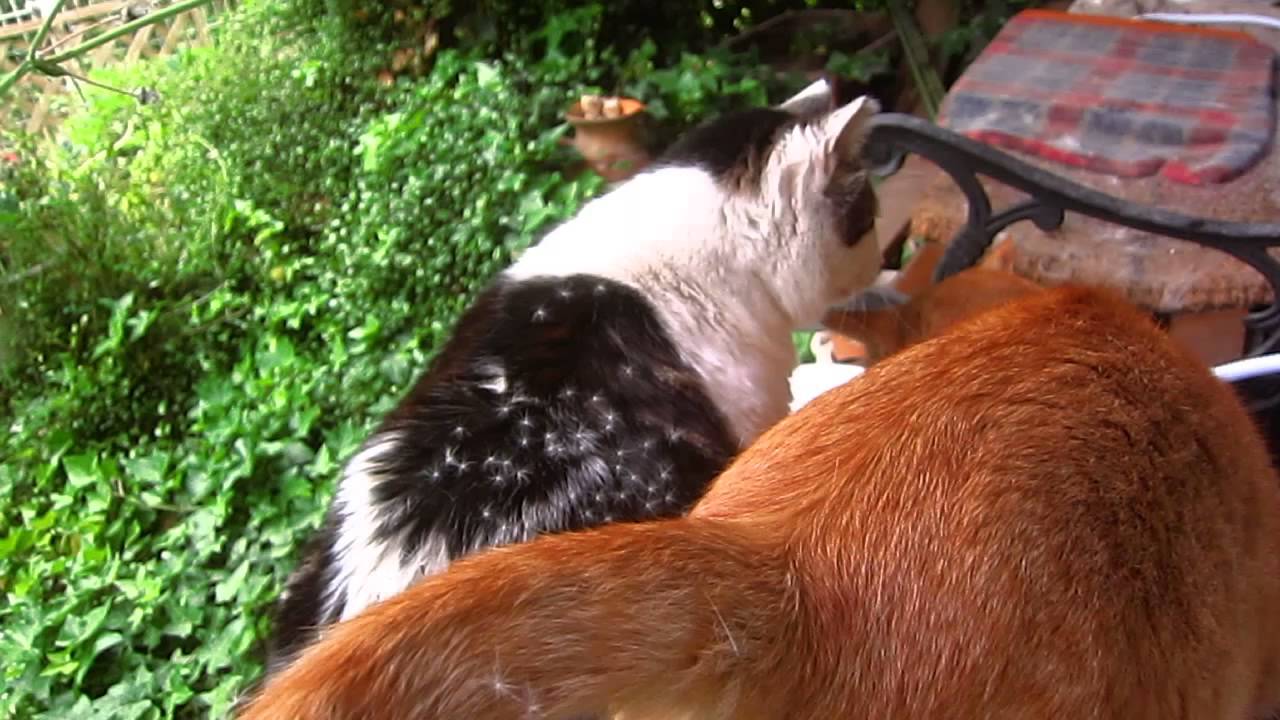 ウジュとたんぽぽ（2014/5/14）