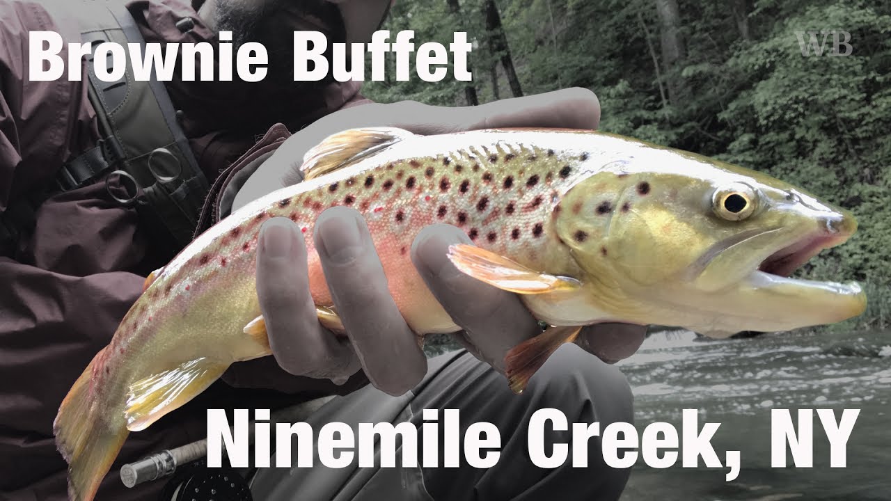 Fly Fishing Brownie Buffet, Ninemile Creek, NY - Wooly Bugged