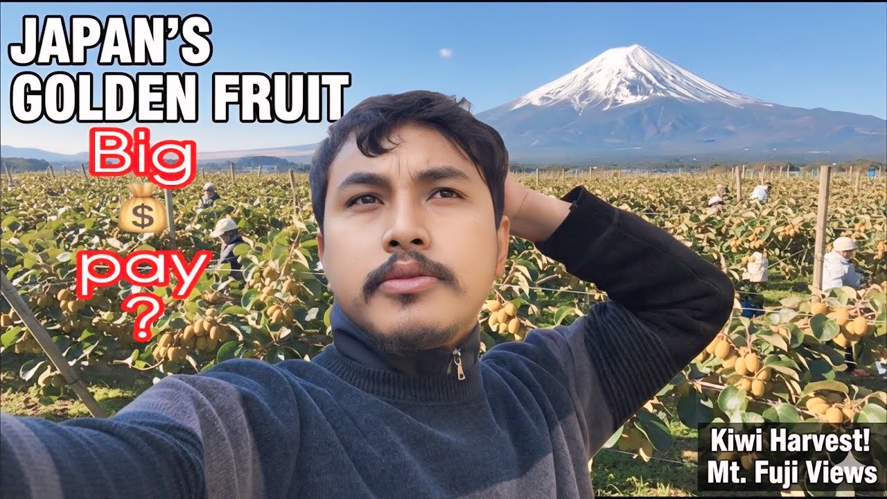This Fruit Makes Millions In Japan 🇯🇵😟| Kiwi 🥝 Harvest Reality | SSW Visa Japan 