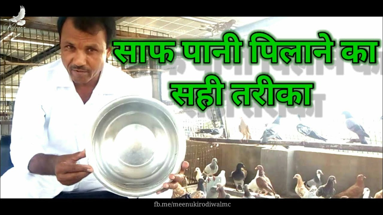 कबूतर को साफ पानी कैसे पिलाएं | How to feed clean water to Pigeons | Meenu Kirodiwal 🕊🕊