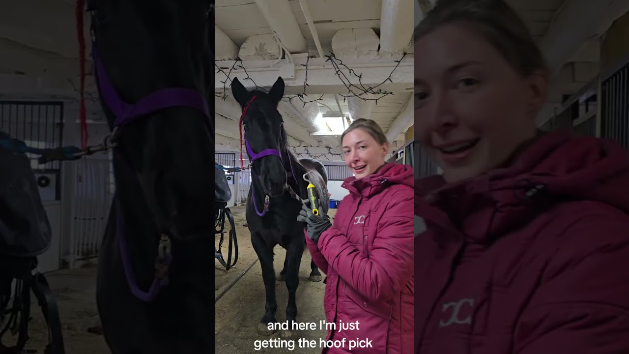 Catching, Grooming & Tacking English_Rhiannon Diederichs