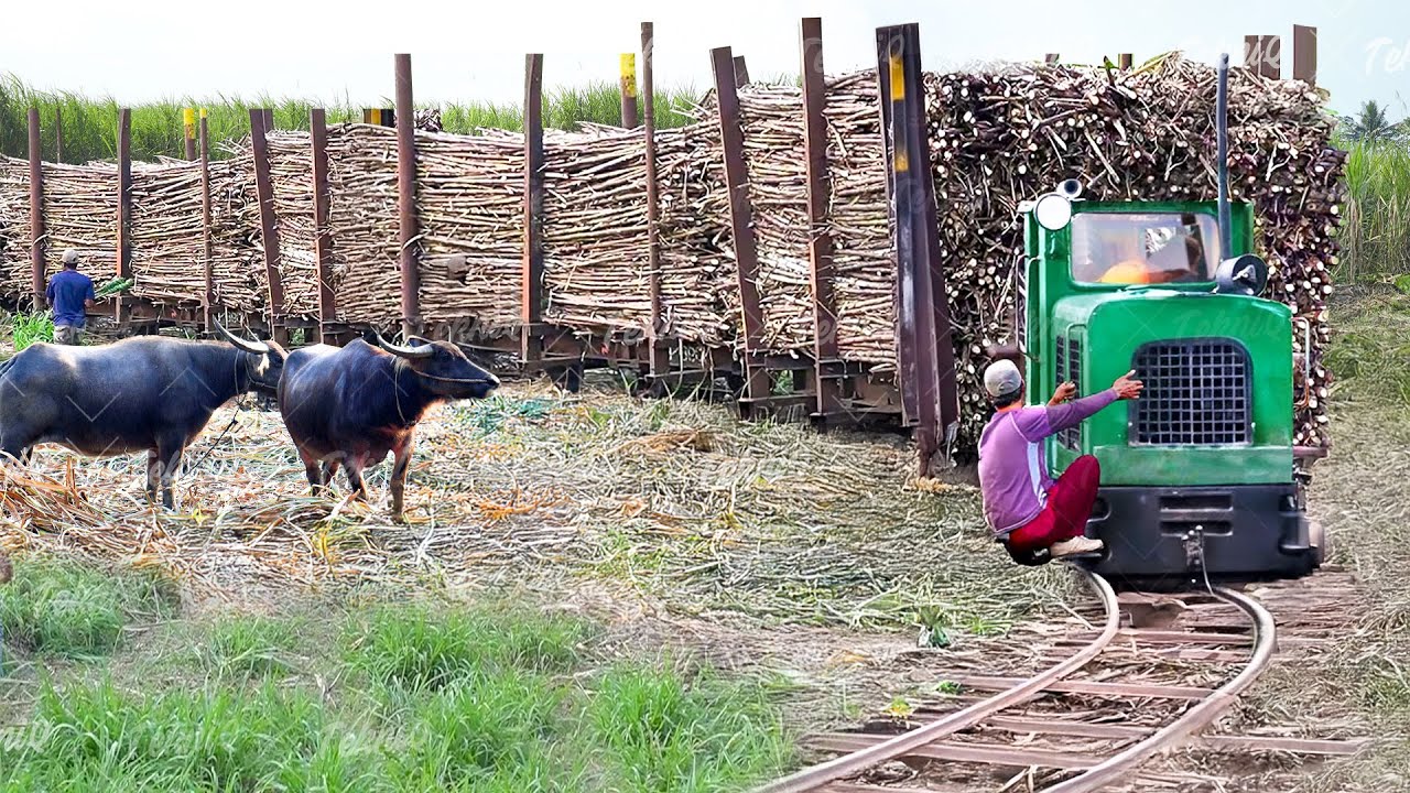Riding Extreme Sugarcane Train of Indonesia