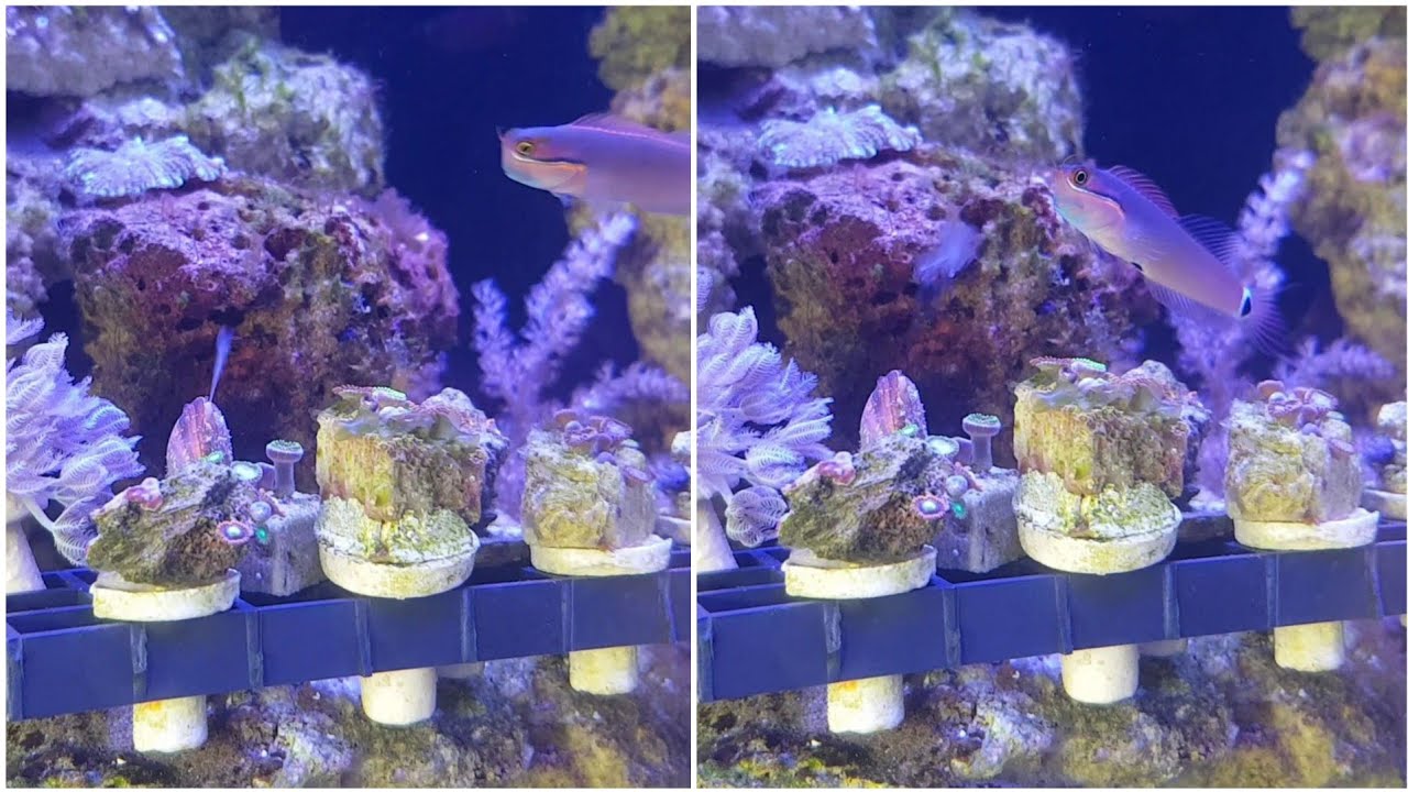 Stomatella Snail spawning in my reef tank!