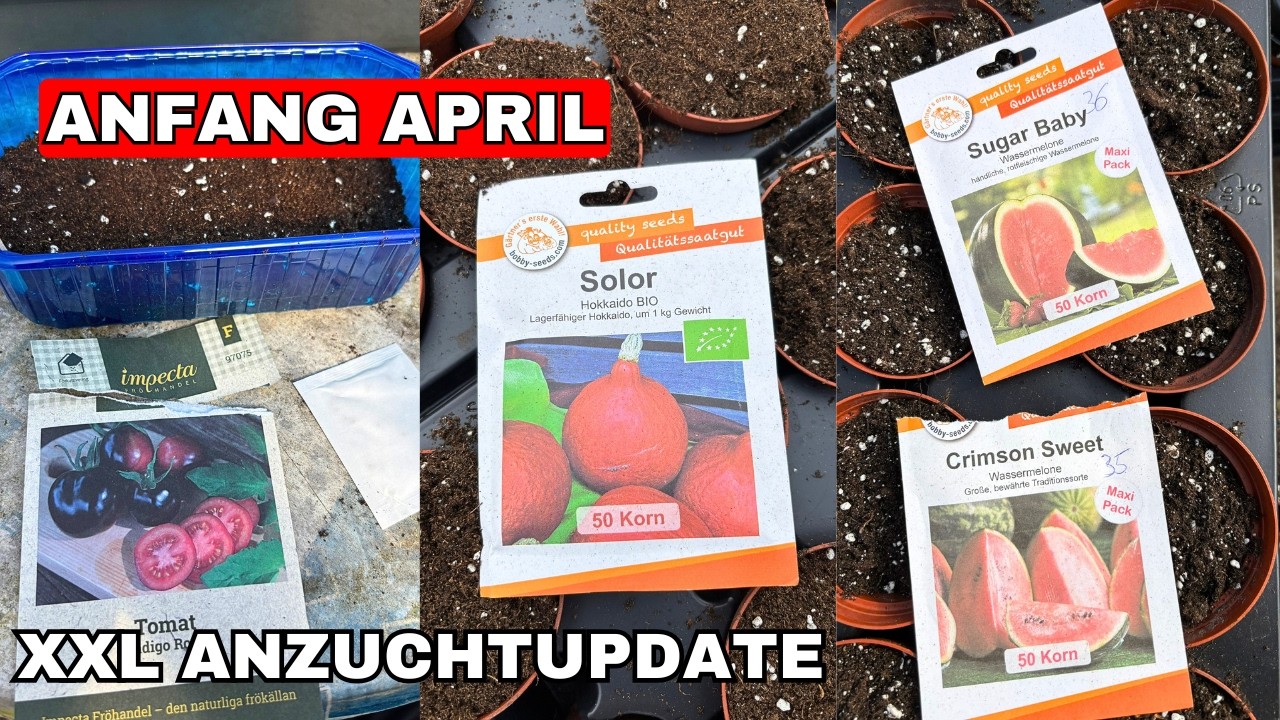 XXL Anzuchtupdate im Gew&auml;chshaus Anfang April
