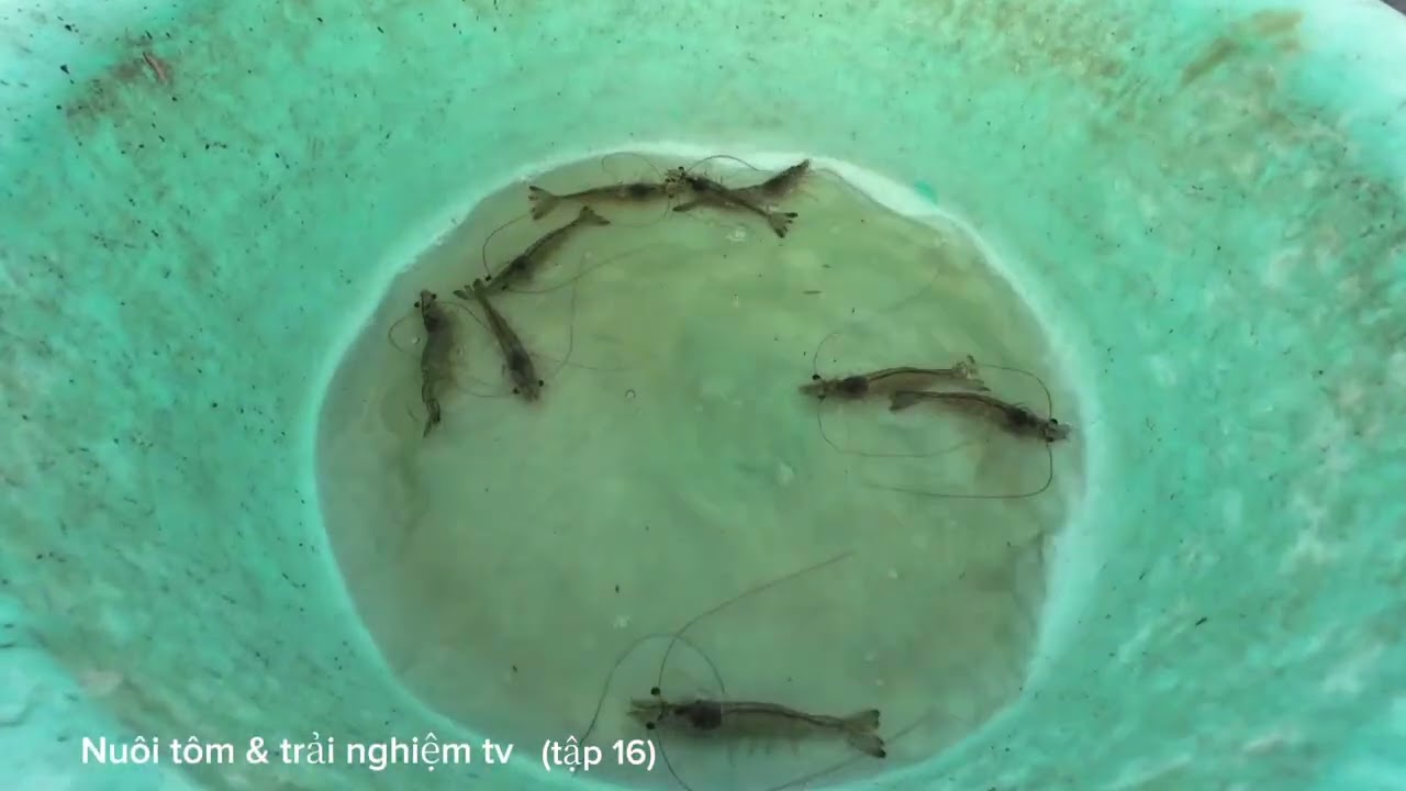 Nuôi tôm & trải nghiệm (tập 16)