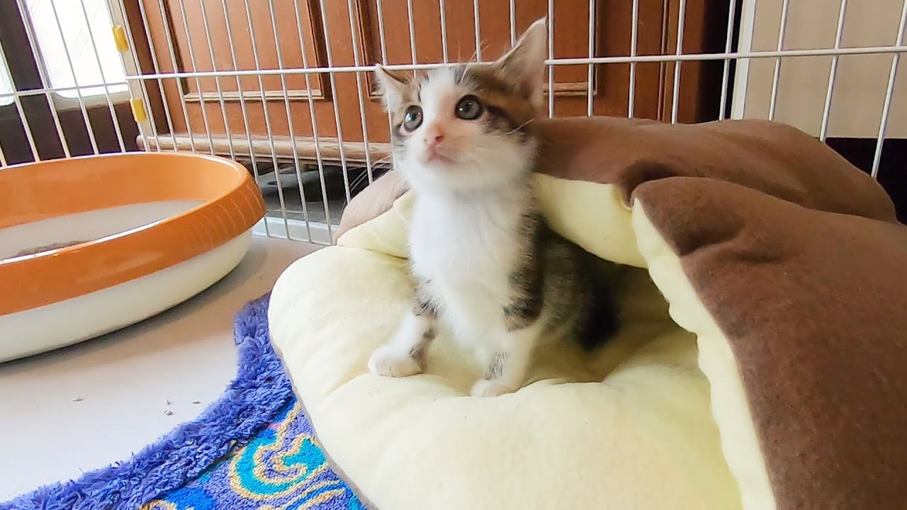 不安そうにする子猫と、いつも帰宅が遅い飼い主
