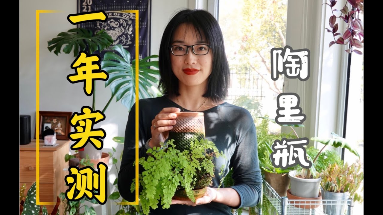 「山烏龜」陶裡瓶一年全記錄 | 鐵線蕨